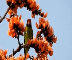 Special Report | पळस फुलांच्या रंगांनी सजलं सृष्टीचं रुप, मन मोहून टाकणारा पळसाचा बहर! अकोला