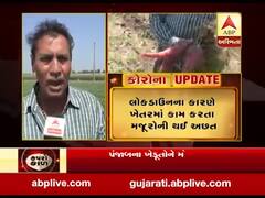 જૂનાગઢ: લોકડાઉનના કારણે ખેતરમાં કામ કરતા મજૂરોની થઈ અછત, જુઓ વીડિયો