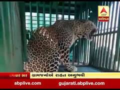 તાપીના ગ્રામ્ય વિસ્તારોમાં આતંક મચાવનાર દીપડો પાંજરે પુરાયો, જુઓ વીડિયો