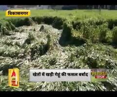 विकासनगर : बारिश से फसल को हुआ नुकसान