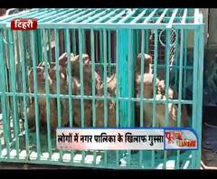 टिहरी : बंदरो के साथ क्रूरता का मामला