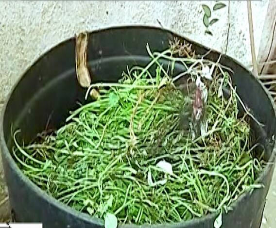 Special Report | पुण्यात झिरो वेस्ट घर, कचऱ्यापासून फुलवली हिरवीगार बाग 