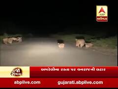 અમરેલીઃ પાંચ સિંહો આવી ગયા રોડ પર, વાહન વ્યવહાર થંભી ગયો, વીડિયો વાયરલ