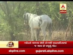 સંતરામપુરમાં સામે આવ્યો જીવલેણ ગ્લેન્ડરનો રોગ, 5 ઘોડાને ઝેરી ઇન્જેક્શન આપી ઉતારાયા મોતને ઘાટ