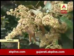 મુદ્દાની વાતઃ કમોસમી વરસાદથી બાગાયતી પાકને નુકસાન, જુઓ અહેવાલ 