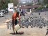 Amid lockdown, few Delhi residents make an effort to feed birds