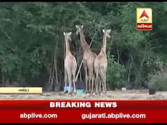 SOU સ્થિત જંગલ સફારી પાર્કમાં વધુ એક જીરાફનું મોત