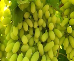 Rural News | काटेरी वनात फुलवला द्राक्षांचा मळा | माझं गाव माझा जिल्हा 