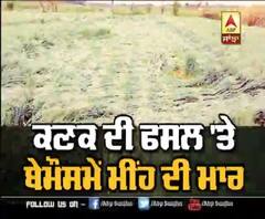 ਕਣਕ ਦੀ ਫਸਲ 'ਤੇ ਬੋਮੌਸਮ ਮੀਂਹ ਦੀ ਮਾਰ