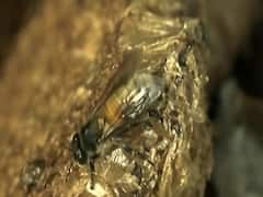 AMU study claims extinction of bees due to mobile radiation