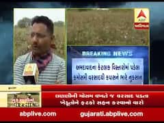 ગુજરાતમાં કમોસમી વરસાદઃ સાણંદમાં કપાસના પાકને મોટું નુકસાન, જુઓ વીડિયો