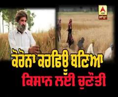 ਕੋਰੋਨਾ ਕਰਫਿਊ : ਲੇਬਰ ਦੀ ਮਾਰ,ਕਣਕ ਪੱਕਣ ਨੂੰ ਤਿਆਰ