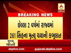 ગુજરાતમાં છેલ્લા 2 વર્ષમાં 261 સિંહોના મોત થયા, જુઓ વીડિયો