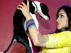 Yeh Hai Chahatein: Meet Prisha's favourite pet