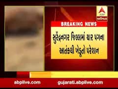 ચોટીલામાં ચાર પગનો આતંક, સિંહે પાલતુ પશુઓને ફાડી ખાતા, જુઓ વીડિયો 