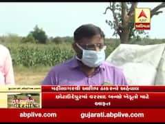 મહીસાગરઃ કમોસમી વરસાદને કારણે રવિ પાકને નુકસાન, લુણાવાડીથી રિપોર્ટ 