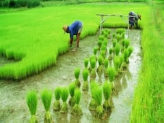 ગોંડલ માર્કેટ યાર્ડમાં ધાણાના સારા ભાવ મળતા ખેડૂતો ખુશ, જુઓ વીડિયો