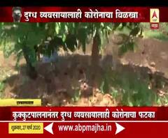 Coronavirus Effect | Special Report | कोरोनामुळे दूध आणि नशीबही फाटलं! दूध झाडांना ओतण्याची वेळ