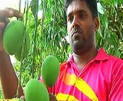 #CoronaEffect on Mango | कोरोनामुळे हापूसच्या निर्यातीवर परिणाम, आंबा बागायतदार आणि शेतकरी चिंतेत