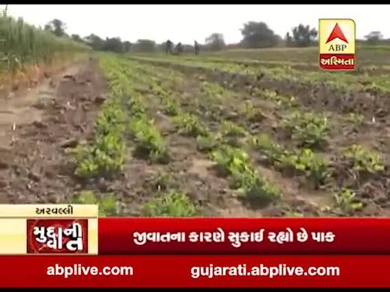 મુદ્દાની વાતઃ મગફળીમાં જીવાતનો ઉપદ્રવ, જુઓ અહેવાલ 