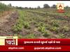 મુદ્દાની વાતઃ મગફળીમાં જીવાતનો ઉપદ્રવ, જુઓ અહેવાલ 
