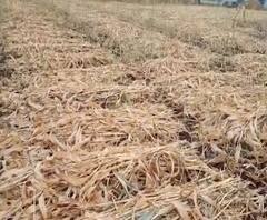 Uncertain Rainfall | हिंगोली जिल्ह्यात अवकाळी पावसाचा तडाखा