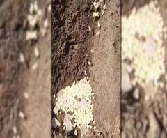 #Corona Special Report | कोरोनाच्या अफवांमुळे नऊ दिवसात 11 लाख पिलांना जीवंत गाडण्याची नामुष्की | स्पेशल रिपोर्ट