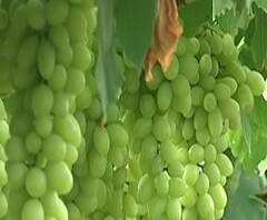 Coronavirus | Special Report | नाशिकमध्ये द्राक्ष बागायतदारांंचं कोच्यावधींचं नुकसान