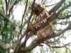 Locals forced to quarantine atop tree in West Bengal