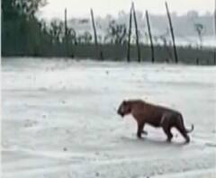 দেখুন: ‘চলে আসবে না তো? ভয় করছে’, সুন্দরবনে রয়্যাল বেঙ্গল টাইগার দেখে থরহরি কম্প অবস্থা পর্যটকদের 