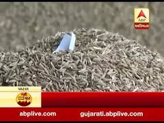 કોરોના વાયરસની અસરઃ જીરાની નિકાસ બંધ થતાં ખેડૂતનો ફટકો, જુઓ અહેવાલ 