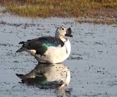 Rural News | वाढवण समुद्र किनाऱ्यावर परदेशी पक्ष्यांचं आगमन | माझं गाव माझा जिल्हा