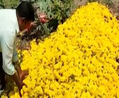 Coronavirus | कोरोनामुळे कष्टाने पिकवलेली सोन्यासारखी फुलं मातीमोल