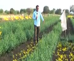 Osmanabad Farmers Loss | मागणी नसल्याने एकरावरील झेंडूची फुलं बांधावर फेकण्याची वेळ, साडेतीन लाखांचं नुकसान 
