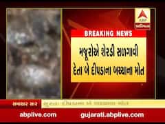 સુરત: માંડવીના પીપરિયા ગામે દીપડાના બચ્ચાના મોત, જુઓ વીડિયો
