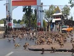 Thailand: Monkeys fight for a banana after coronavirus affects tourism