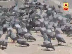 Lockdown से इंसान ही नहीं पक्षी भी परेशान, पक्षियों के लिए खाना डाल रहे लोग