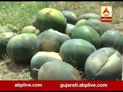 ગુજરાત લોકડાઉનઃ મહીસાગરમાં તરબૂચનો પાક થયો તબાહ, જુઓ વીડિયો