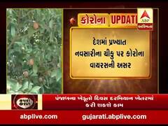 દેશમાં પ્રખ્યાત નવસારીના ચીકુ પર કોરોના વાયરસની અસર, જુઓ વીડિયો