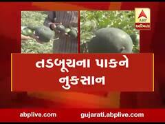 મુદ્દાની વાતઃ તરબૂચના પાકને જીવાતનું ગ્રહણ, જુઓ અહેવાલ