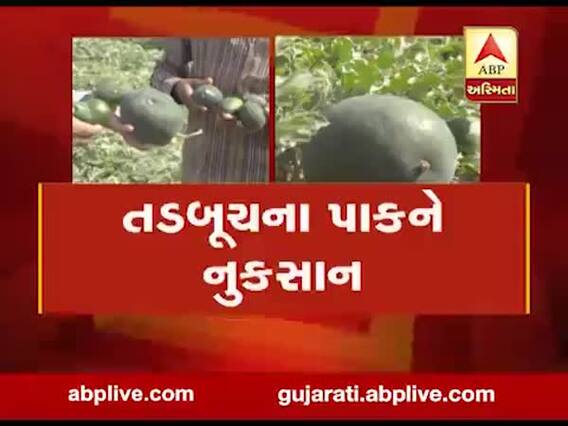 મુદ્દાની વાતઃ તરબૂચના પાકને જીવાતનું ગ્રહણ, જુઓ અહેવાલ