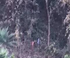 Tree cutting in Lockdown | लॉकडाऊनचा गैरफायदा घेत मुंबईत अनधिकृत वृक्षतोड | ABP Majha