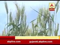 રાજ્યમાં ઘઉંનું સારુ વાવેતર પણ કિંમતમાં ઘટાડો થતાં ખેડૂતો ચિંતિત, જુઓ વીડિયો 
