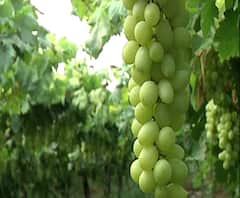 Corona Effect on Nashik Grapes Farmer | कोरोनामुळे द्राक्ष बागायतदार संकटात