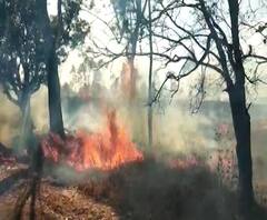 Rural News | राधानगरी अभयारण्यात मोठी आग | राज्याच्या कानाकोपऱ्यातील बातम्यांचा आढावा