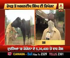 CoronaVirus ਦੀ ਦਹਿਸ਼ਤ- ਜਾਨਵਰ ਵੀ ਹੋ ਰਹੇ Sanitize