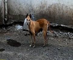 Corona Special Report | देशात लॉकडाऊनच्या पार्श्वभूमीवर भटक्या कुत्र्यांवर उपासमारीची वेळ