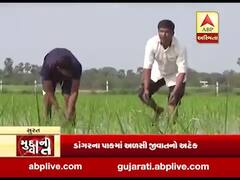 મુદ્દાની વાતઃ ડાંગરના પાકમાં જીવાતનું આક્રમણ, જુઓ અહેવાલ 