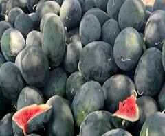 Farmer Help for #Corona | मुख्यमंत्री सहाय्यता निधीला मदत म्हणून शेतकऱ्याचा प्रयत्न | स्पेशल रिपोर्ट