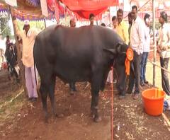 Rural News | दीड हजार किलोचा 'विराटा' रेडा | माझं गाव माझा जिल्हा | ABP Majha